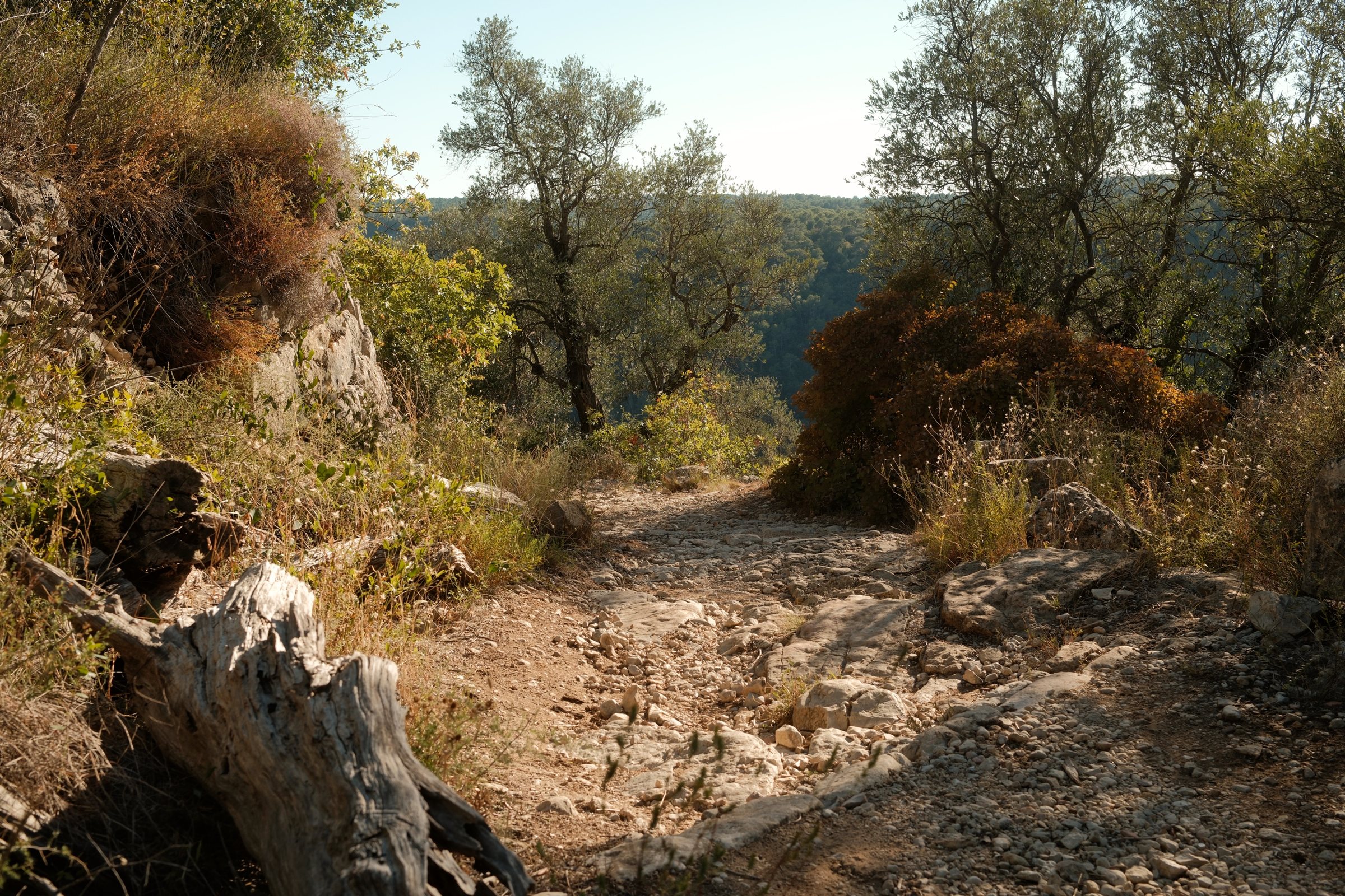 The old Roman mule trail from Saint-Cézaire-sur-Siagne dropping through olive trees into the Siagne gorge, Provence